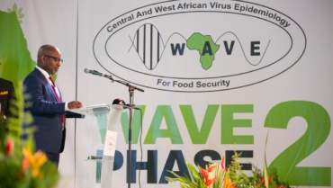 Sponsoriser les plans de lutte contre les maladies virales du manioc élaborés dans 10 pays d’Afrique centrale et occidentale