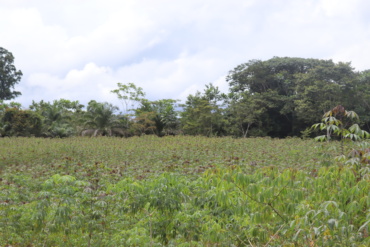 Les prospections dans les champs de manioc : étape essentielle dans la lutte contre les maladies virales du manioc en Afrique de l’ouest et du centre