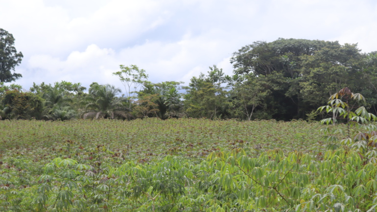Les prospections dans les champs de manioc : étape essentielle dans la lutte contre les maladies virales du manioc en Afrique de l’ouest et du centre