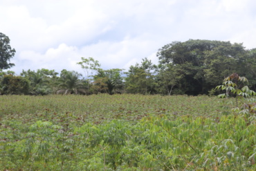 Surveys in cassava fields: an essential step in the fight against cassava viral diseases in West and Central Africa