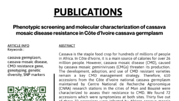 Phenotypic screening and molecular characterization of cassava mosaic disease resistance in Côte d’Ivoire cassava germplasm